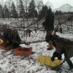Casa Larga Vineyards ice wine harvest